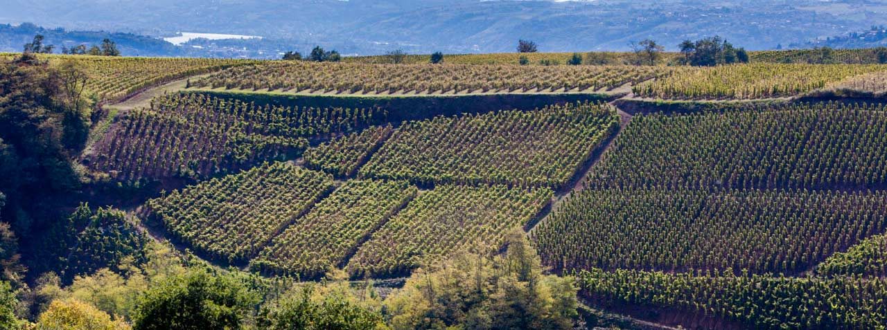 Domaine Yves Cuilleron